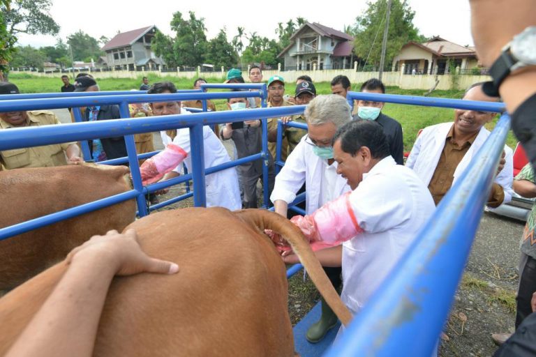 Gubernur Program Inseminasi Buatan Percepat Pengembangan Sapi Aceh