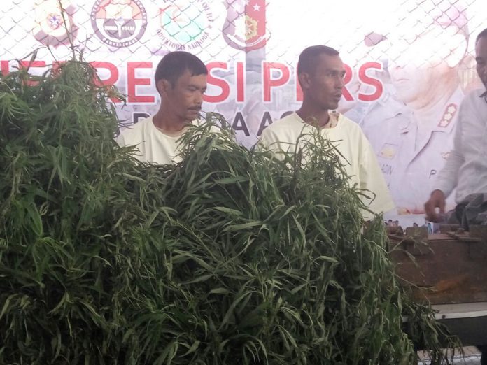 Polresta Lampung Ungkap Jaringan Terbesar Ganja Dari Aceh Kanal Aceh