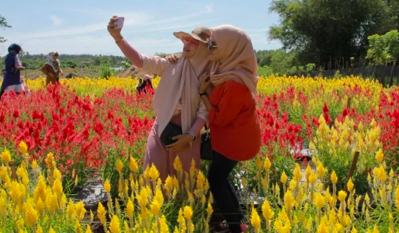 Tiga Daerah Ini Jadi Objek Wisata Bunga Celosia Di Aceh