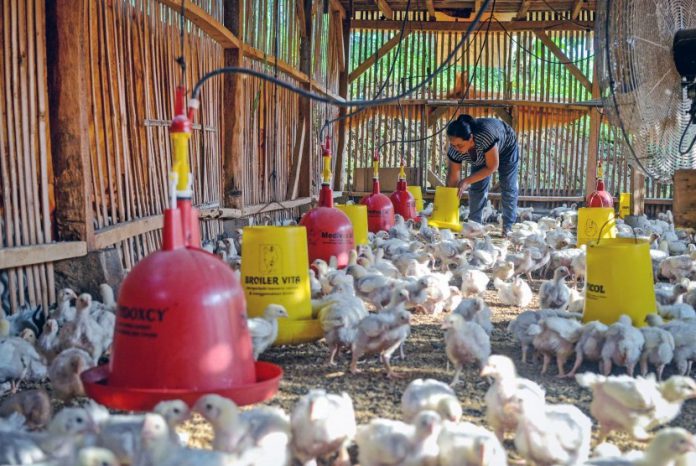 Harga Ayam Ras Anjlok Kementan Peternak Salah Prediksi