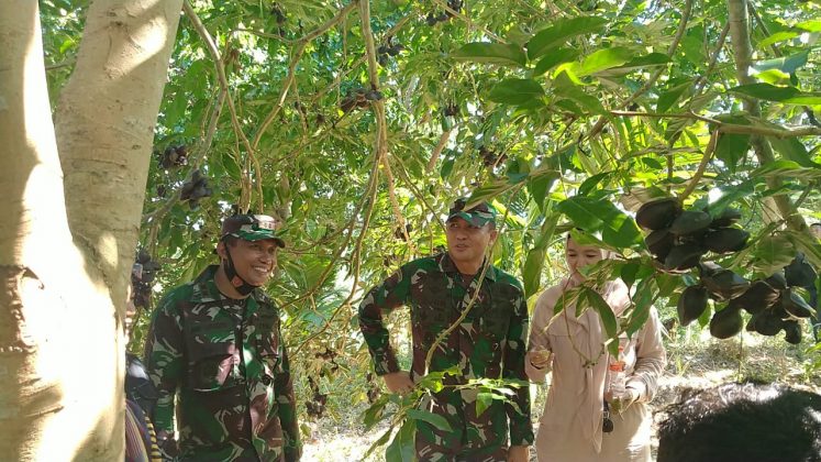 Danrem Teuku Umar Pesan 25 Ribu Bibit  Jengkol  Unggulan 